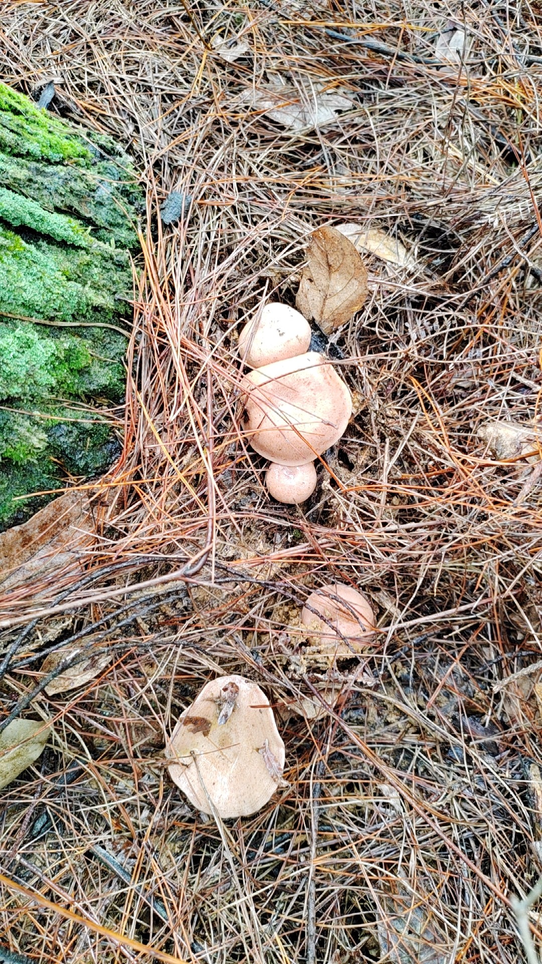 松树菇季节又来了        松树菌又名松毛菌,松针菇,松树菇等,每个