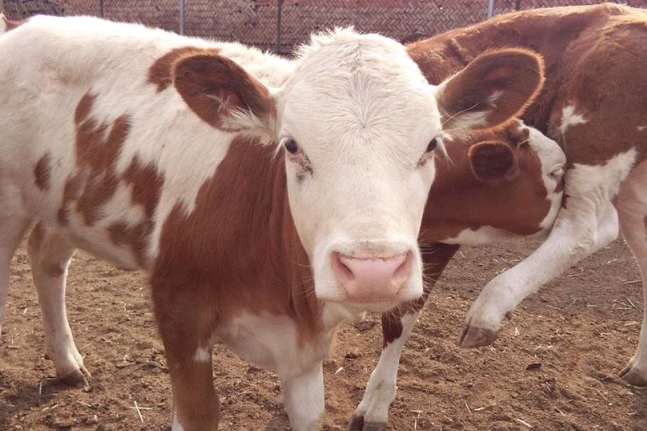 夏季,牛场的牛全部流鼻涕,这是怎么回事