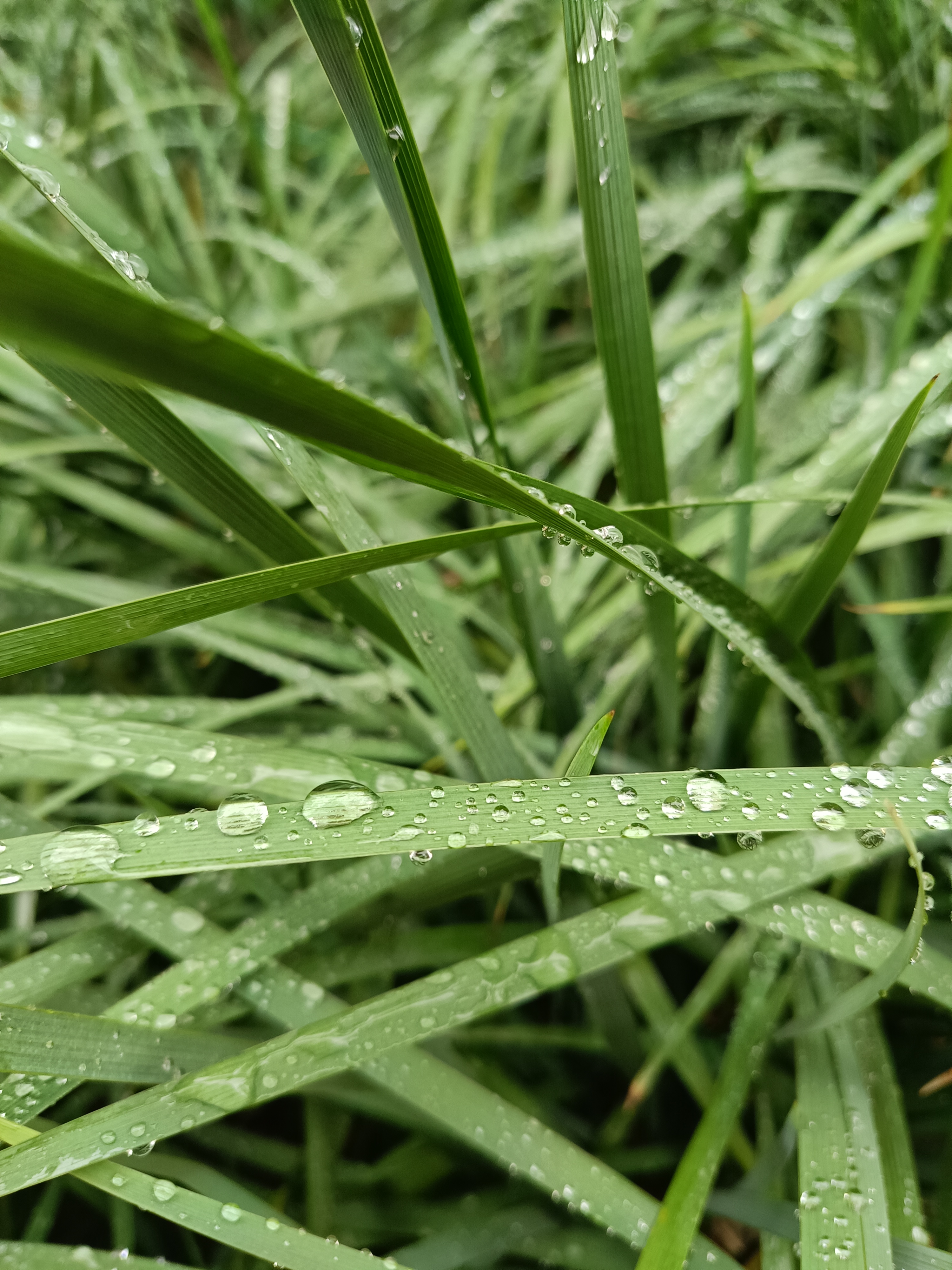 连着下雨两天雨停