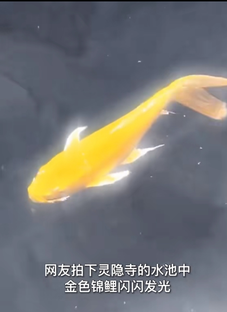 网友拍下灵隐寺的水池中金色锦鲤闪闪发光,金色锦鲤,见着好运,希望一