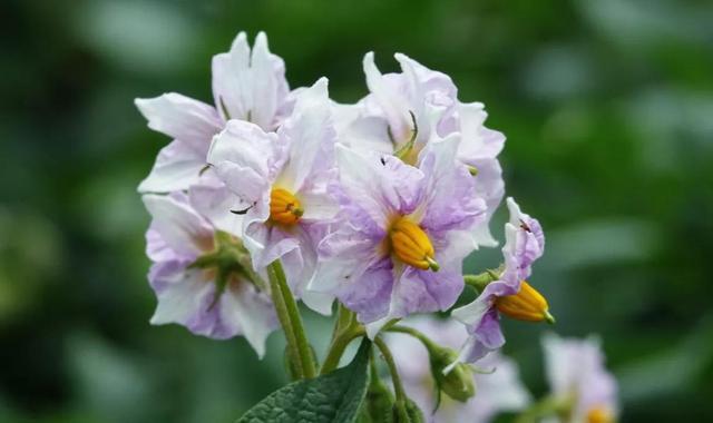 接地气的土豆花,眼里繁花似锦,心中星辰大海