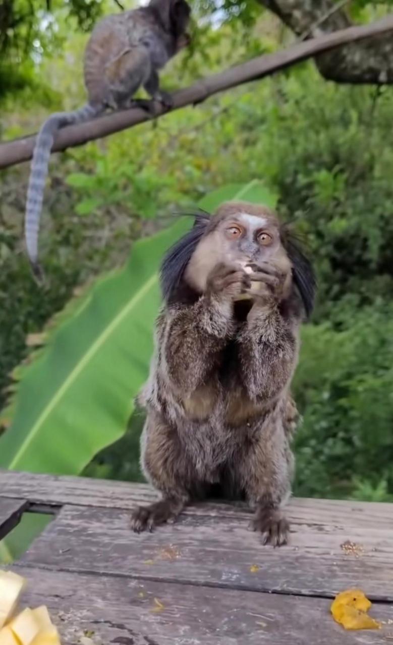 是猴子吗?怎么长了一张人脸,这长相也太奇怪了吧!#趣图搞笑