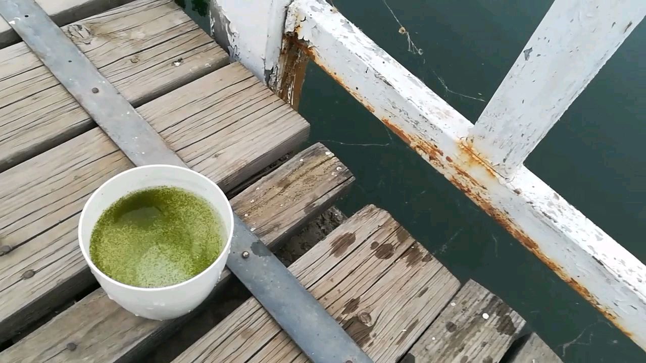上次捞的鱼虫儿是红色的,这回是绿色的,谁能解释这是啥原因?