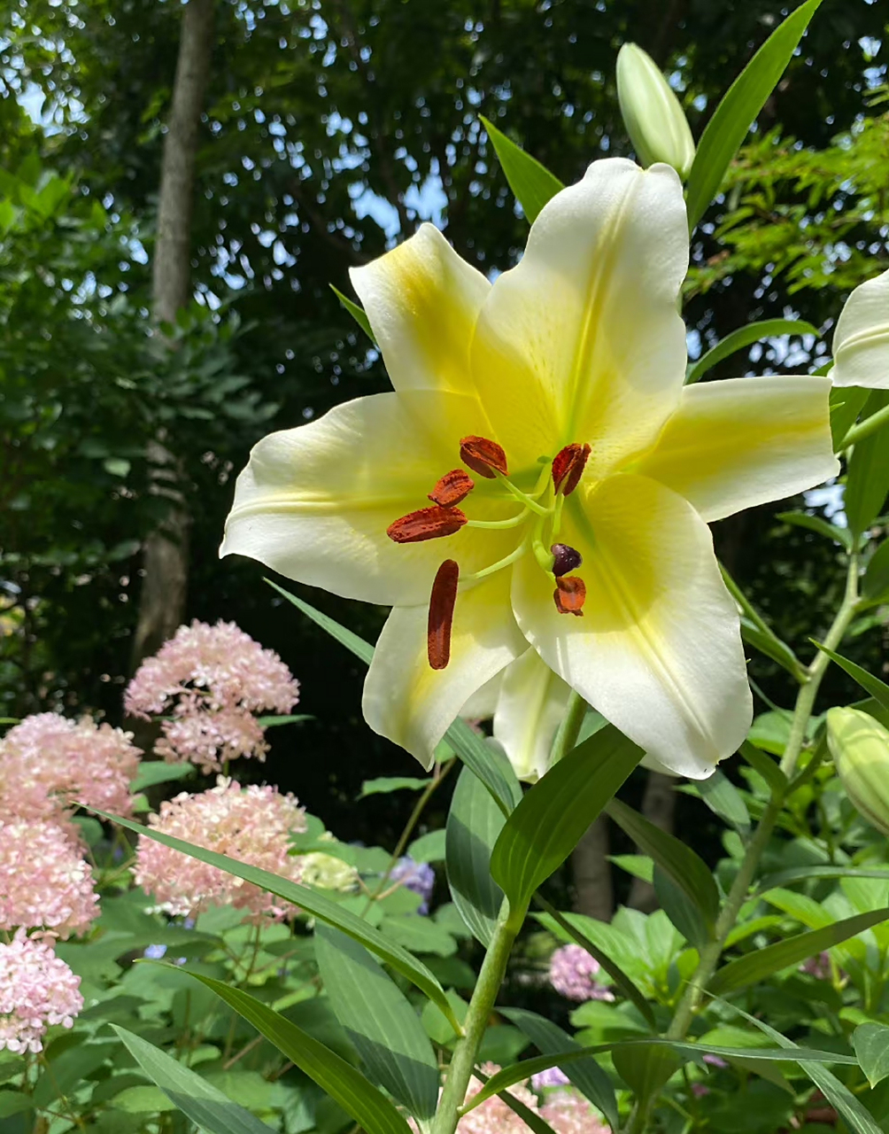 木门百合,香气馥郁. 傍晚下大雨,幸亏去店里前把它搬到廊檐下了.