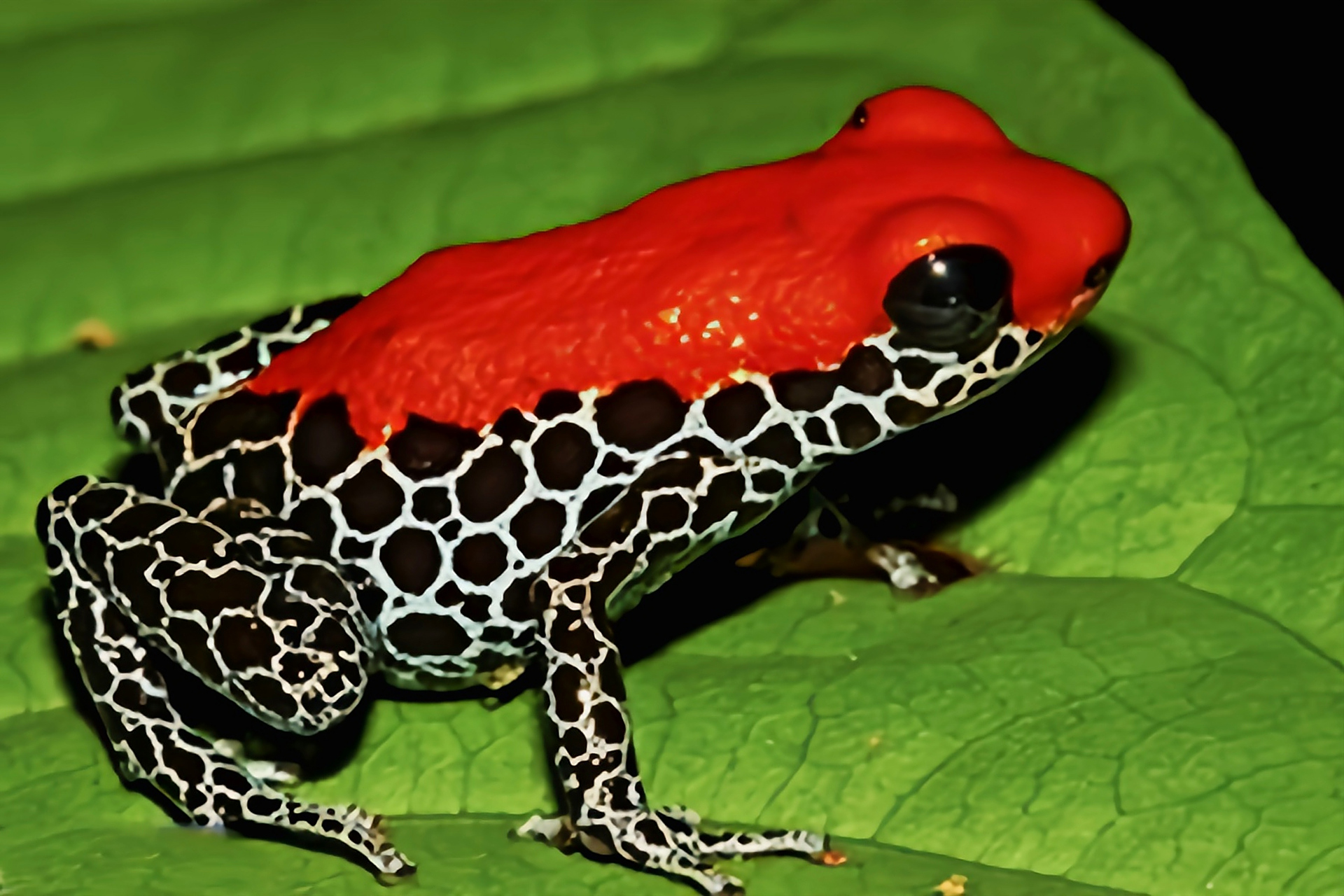 每天认识一种动物——红背箭毒蛙 红背箭毒蛙原产于南美洲秘鲁北部至