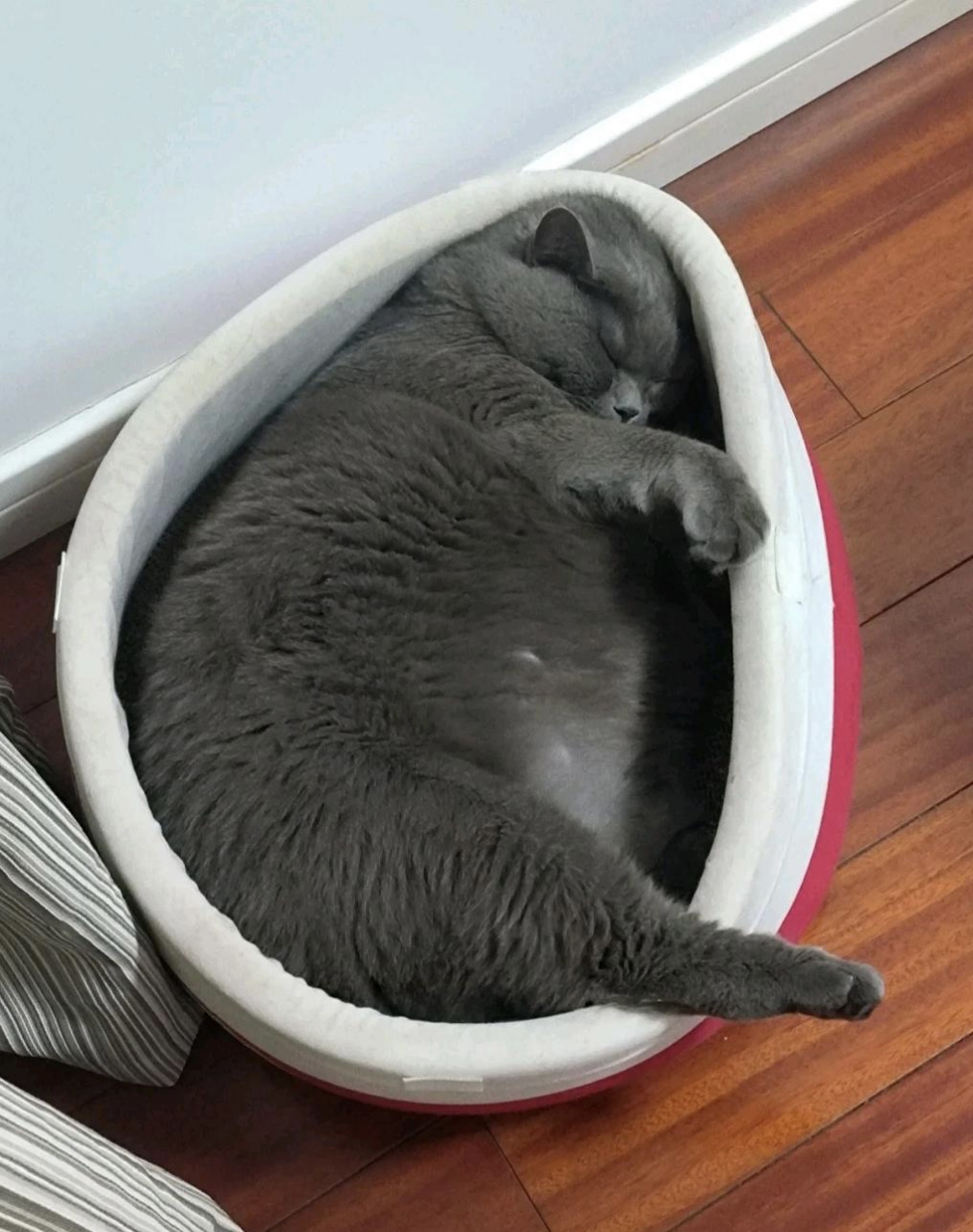 养胖的猫咪还可以减肥吗?怕它血压高#趣图搞笑