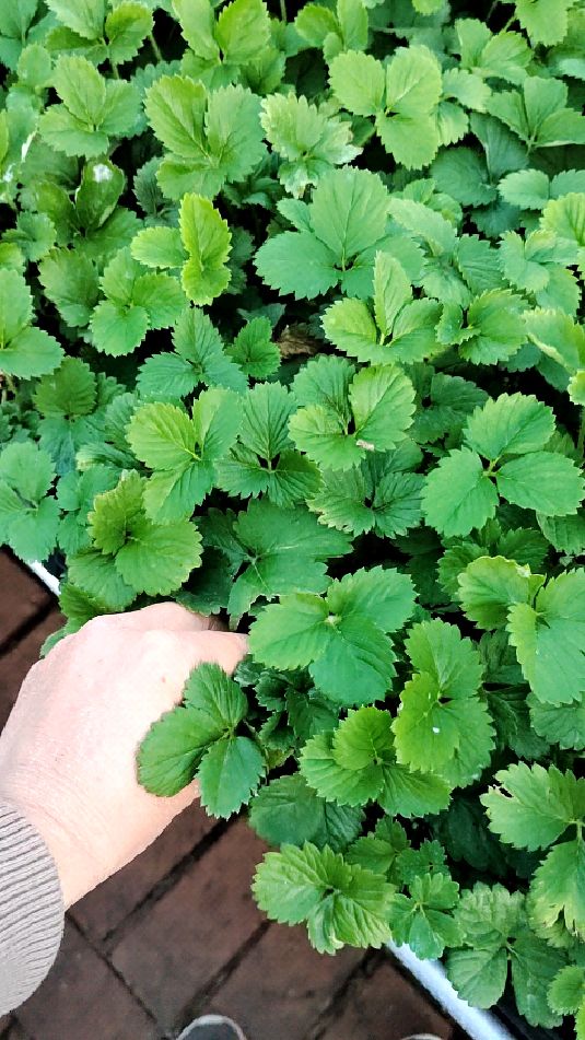 天使八号草莓苗种苗,装箱发货