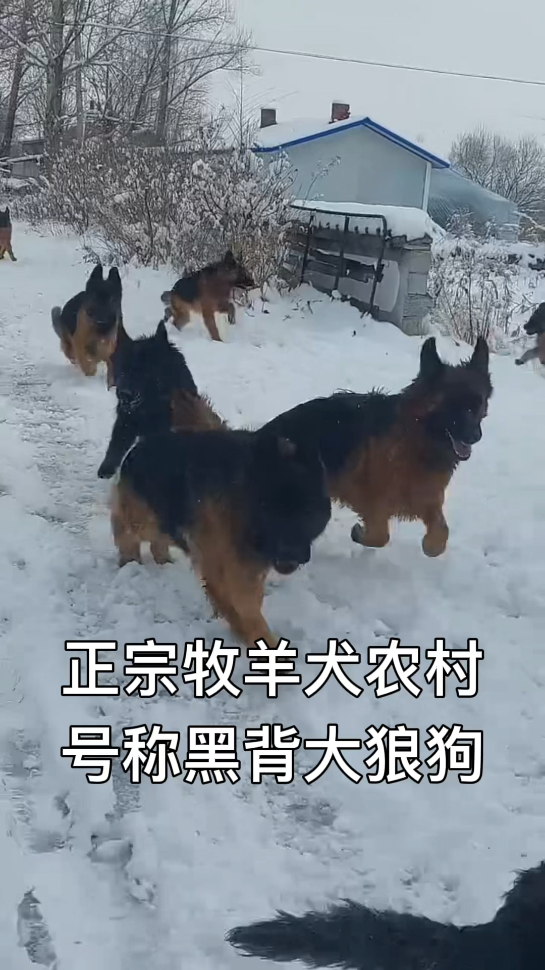 黑背狼狗图片