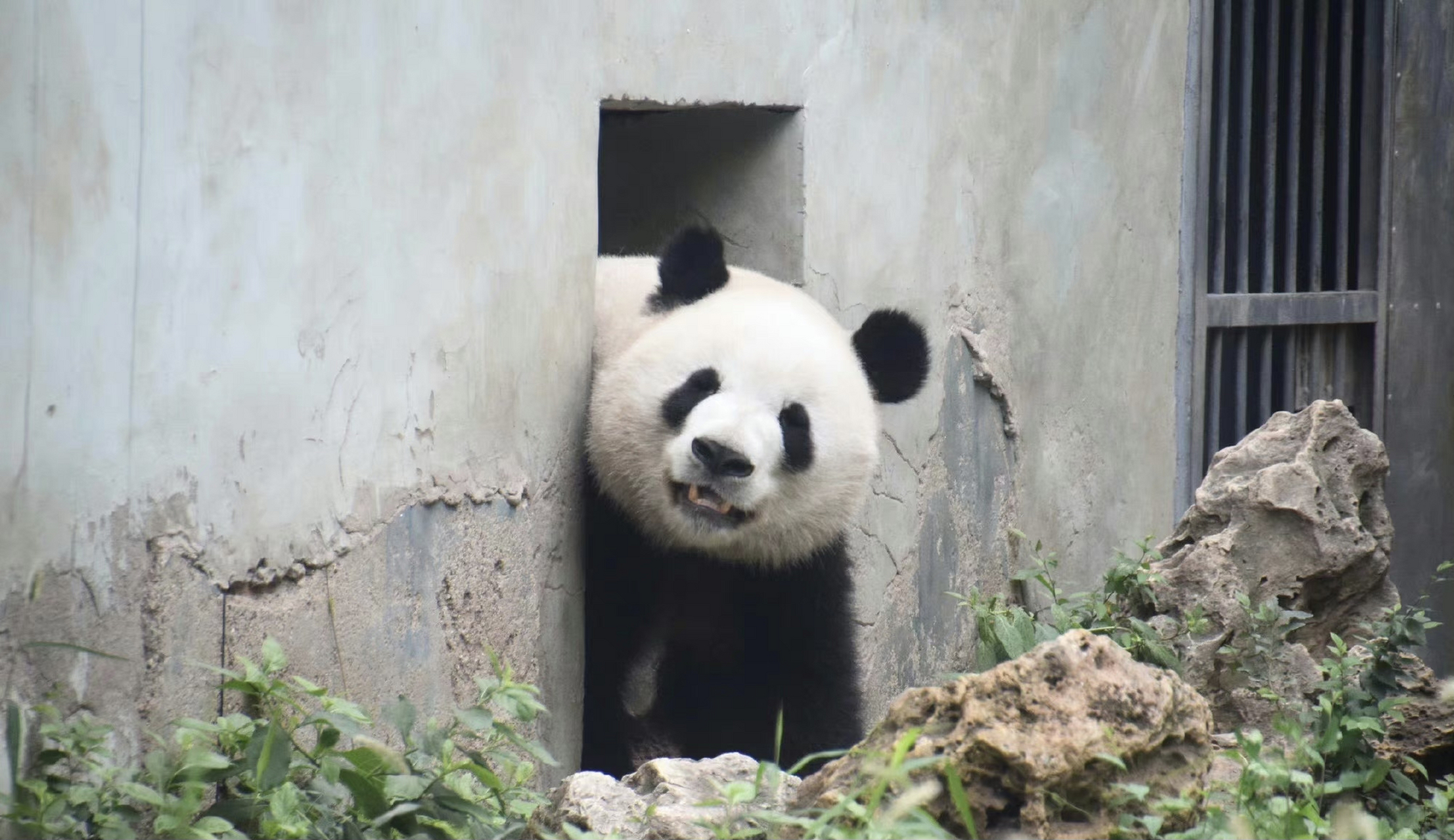 雄猫壁纸图片