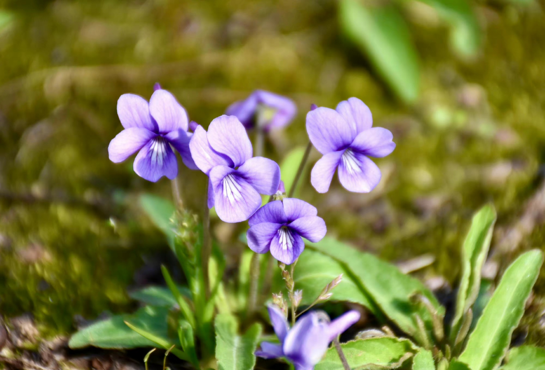 一花一语:紫花地丁         春天一到,淡淡的紫色地丁开遍野外,随风