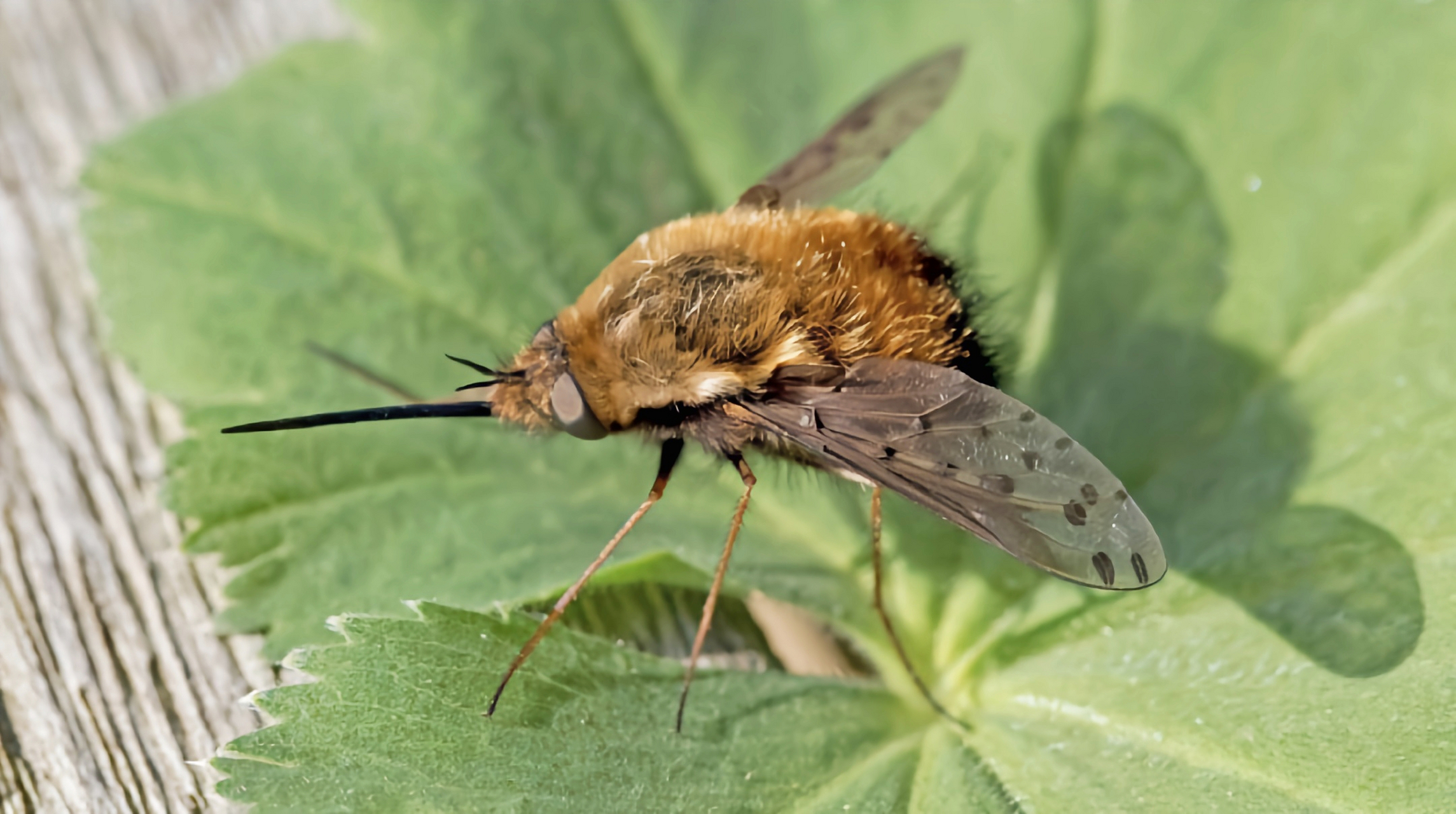 每天认识一种昆虫——大蜂虻 大蜂虻又叫"绒蜂虻",它的身体表面长有