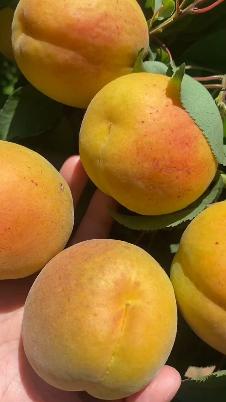帝王香蜜杏树苗,果个大糖度高,适合南北方种植
