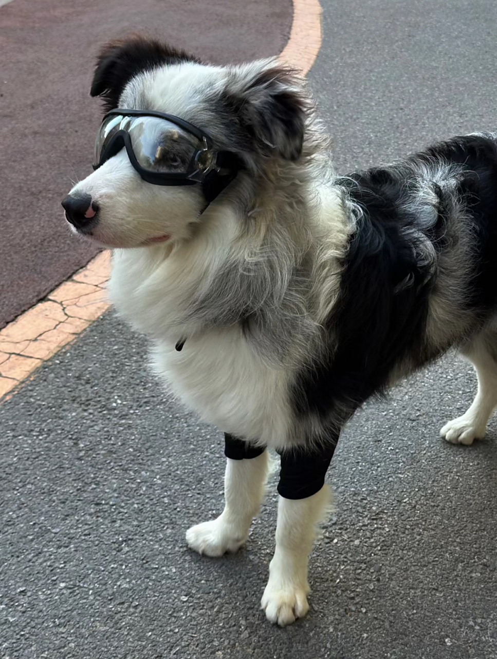 感觉这个狗狗长得又帅又高级还酷酷的