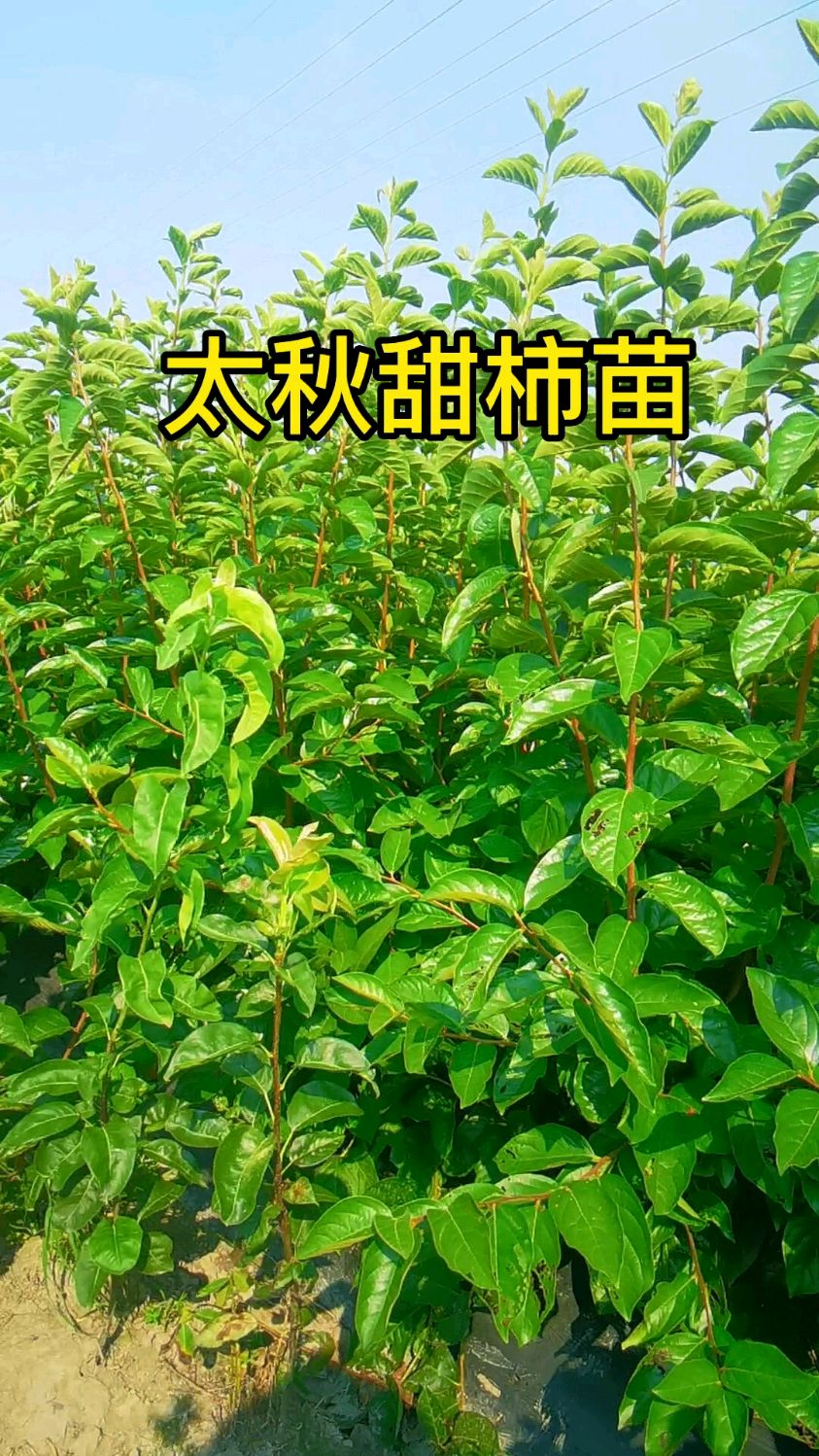一年生太秋甜柿苗,品种对版,砧木亲和性好