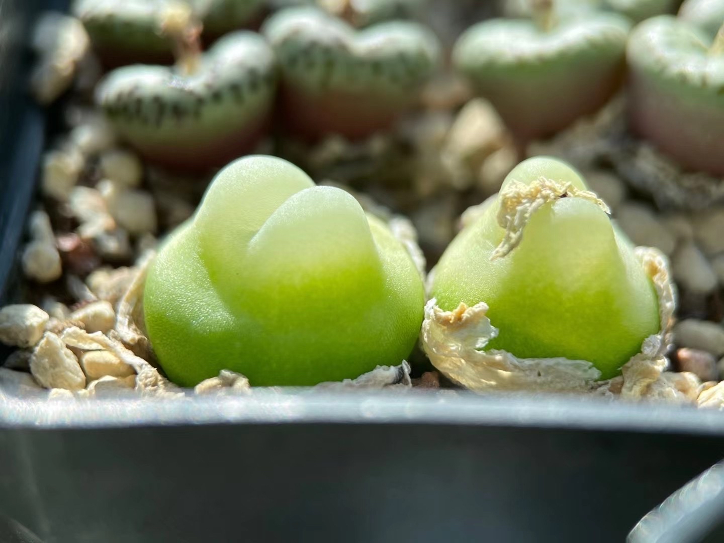 多肉植物肉锥花之拉登