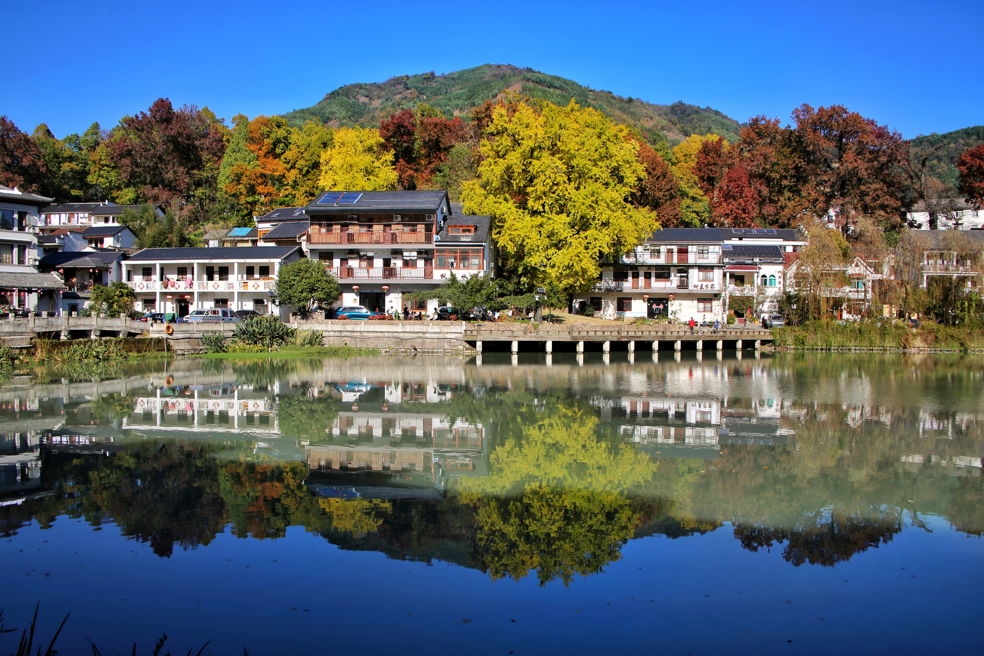 《我在浙南之红叶指南村》 初冬的指南村,五彩的枫树叶铺满了村庄