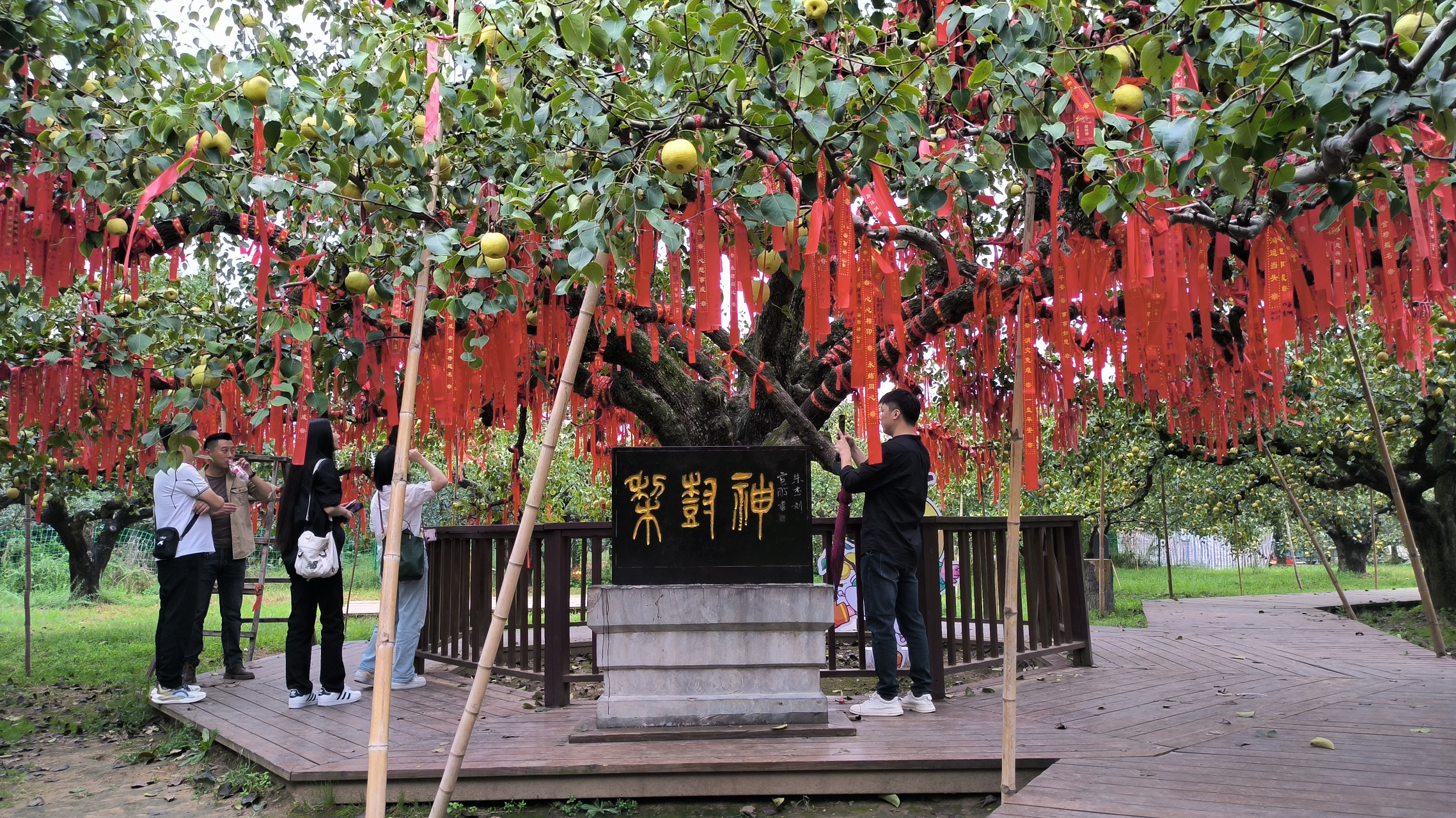 砀山梨树王景区图片