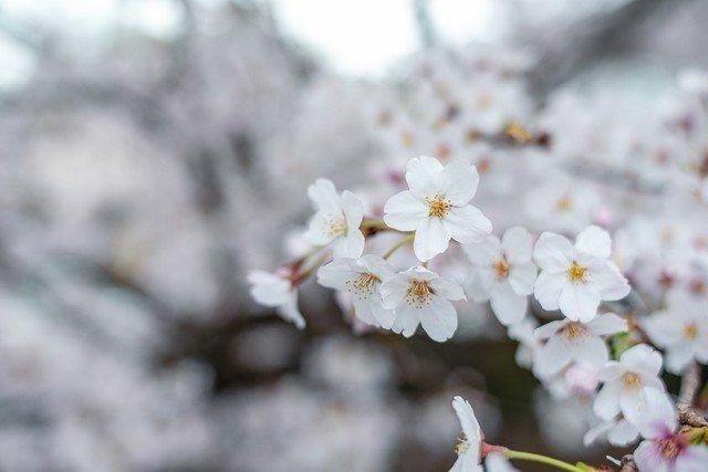 花丛称霸