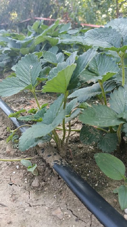 天使八号白草莓草莓苗