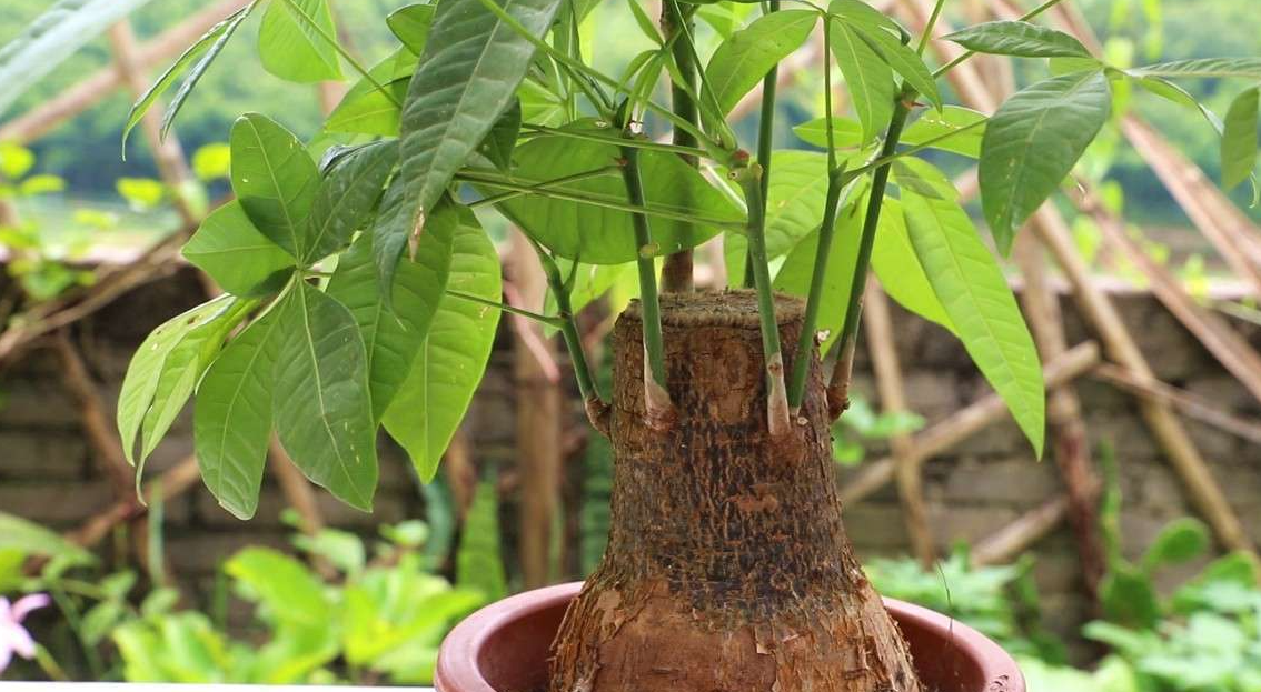 4种"财运花",越养越顺心,摆在家里,好运自然来