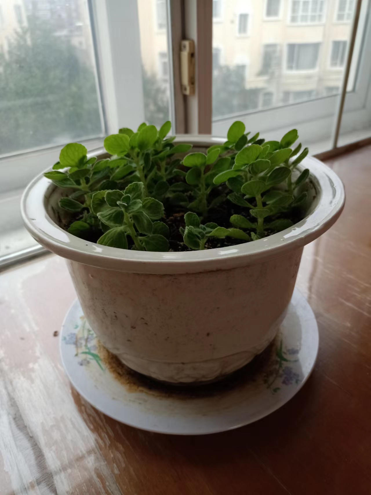 从左至右分别是驱蚊草长寿花绿萝