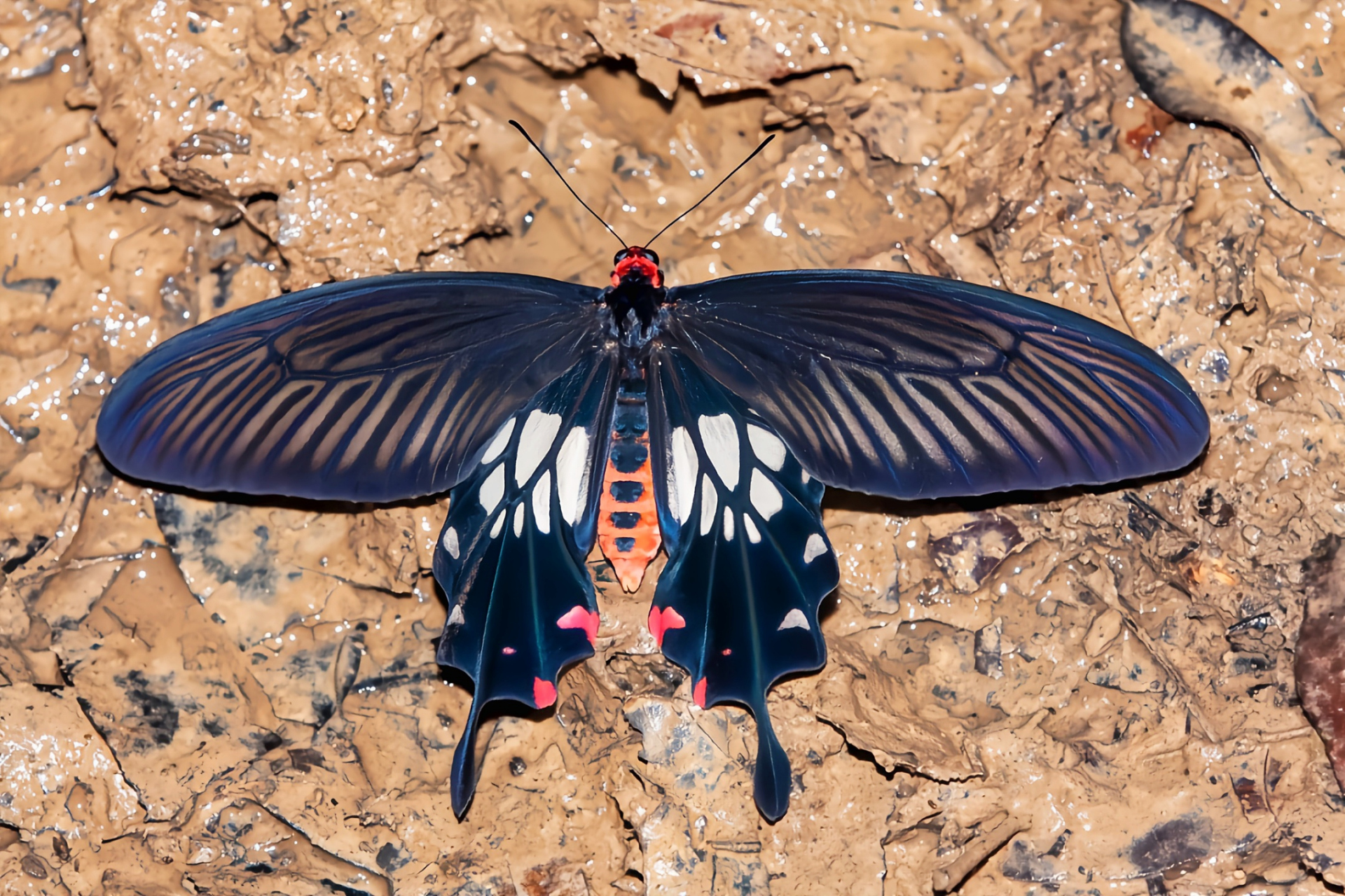 每天认识一种动物——锤尾凤蝶 锤尾凤蝶是鳞翅目,凤蝶科,锤尾凤蝶属