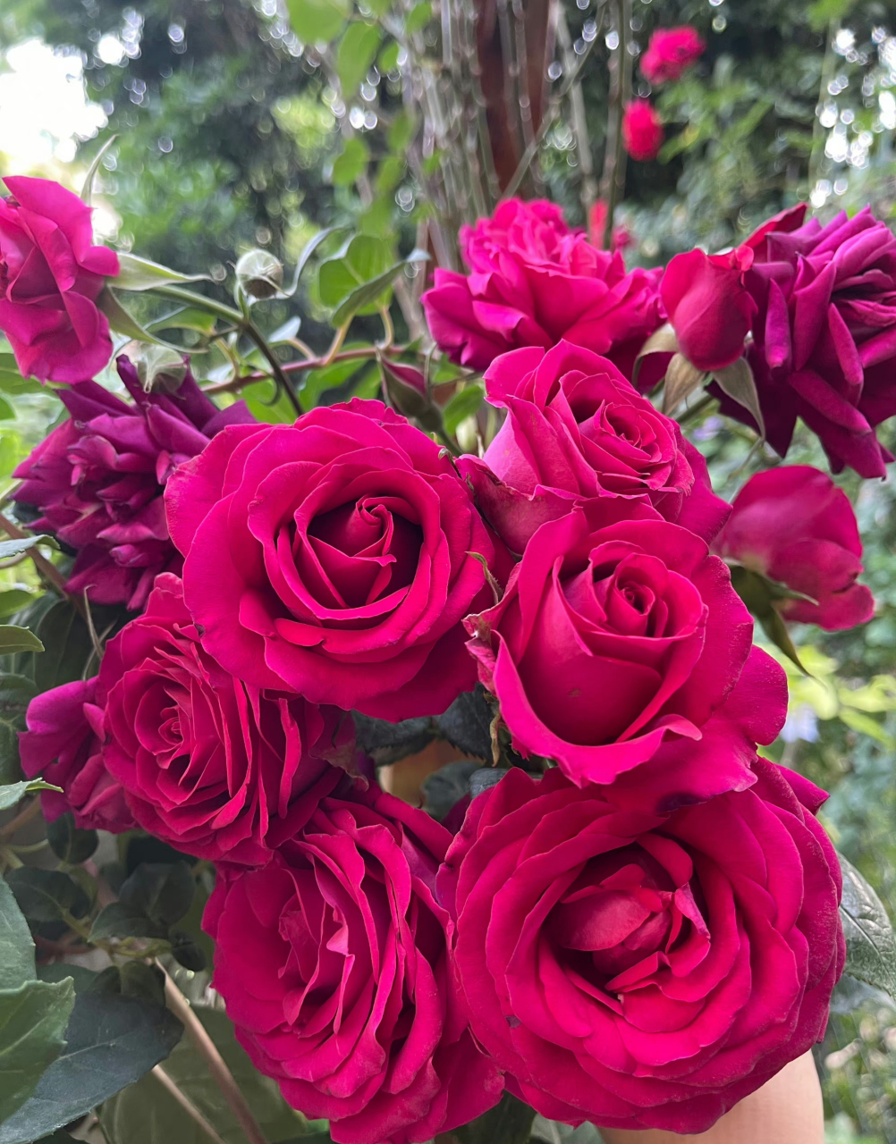 美人丽芙——来自玫昂的一款耐热性很不错的月季,她的植株在高温下