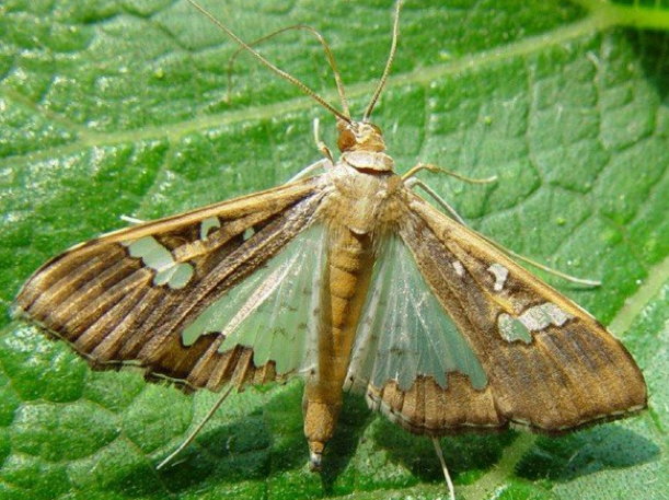 鳞翅目害虫有哪些