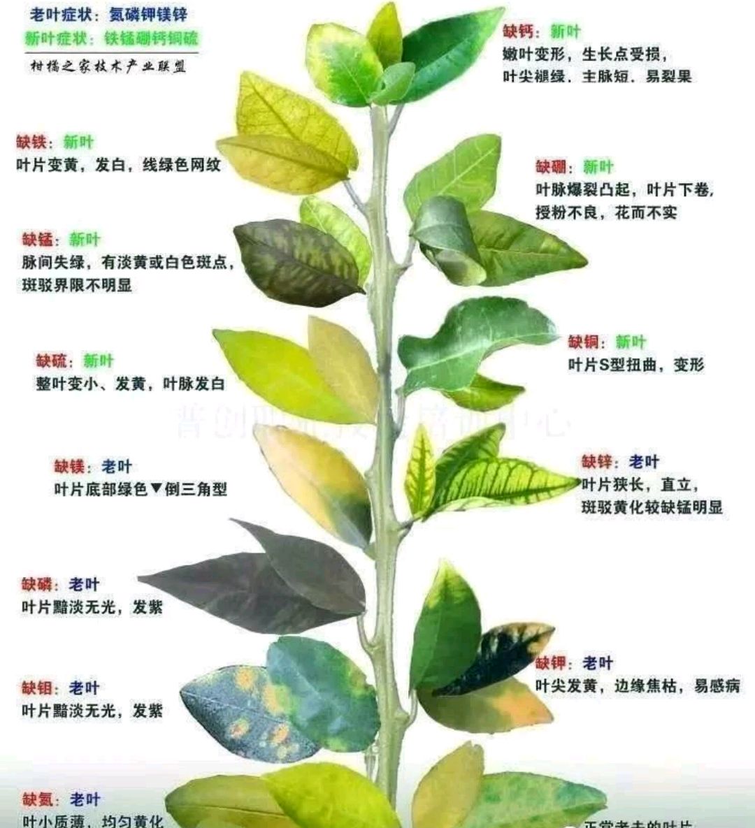 植物缺钾的症状 baijiahao.baidu.com