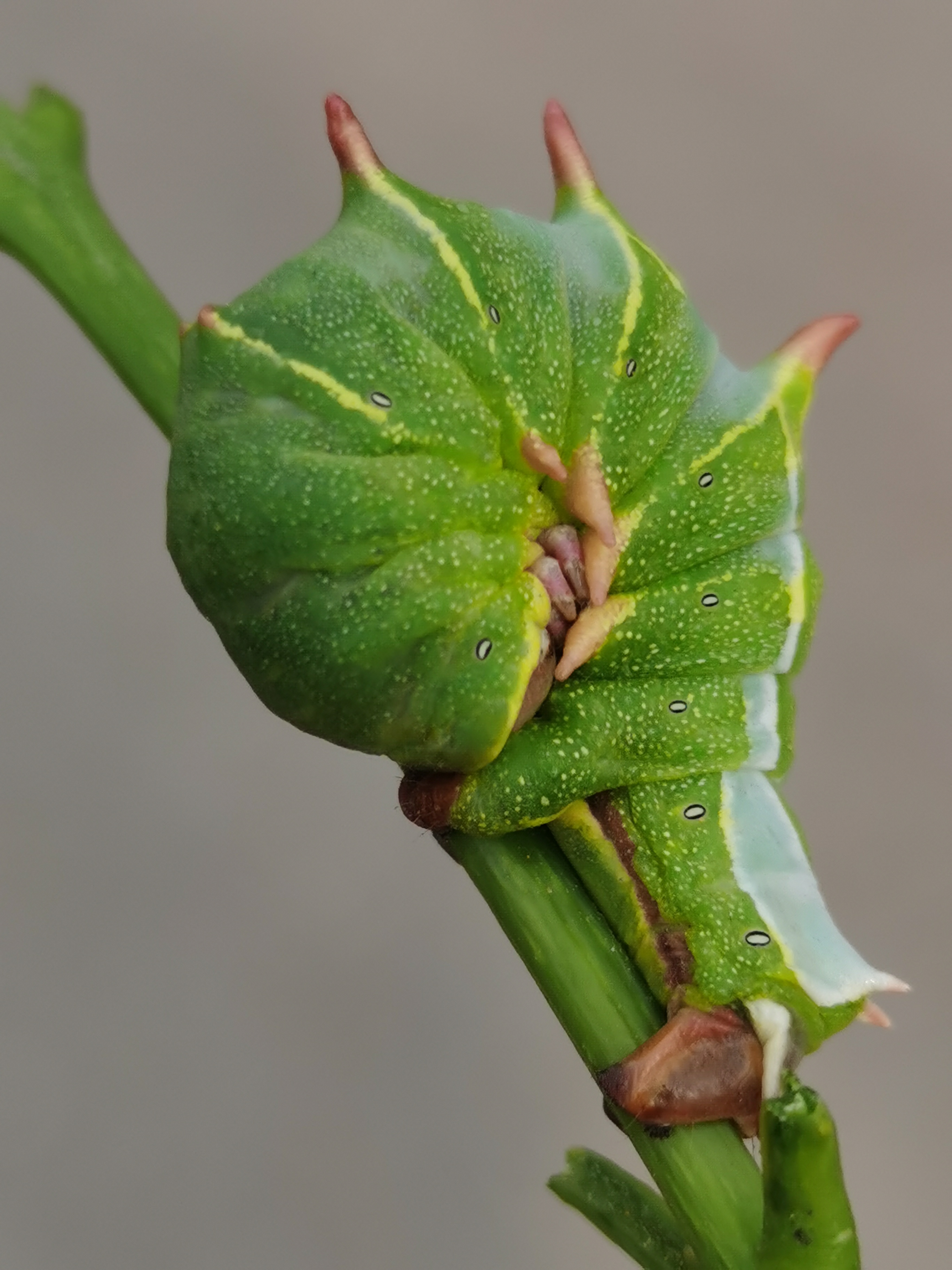 花园里的虫宝宝图片