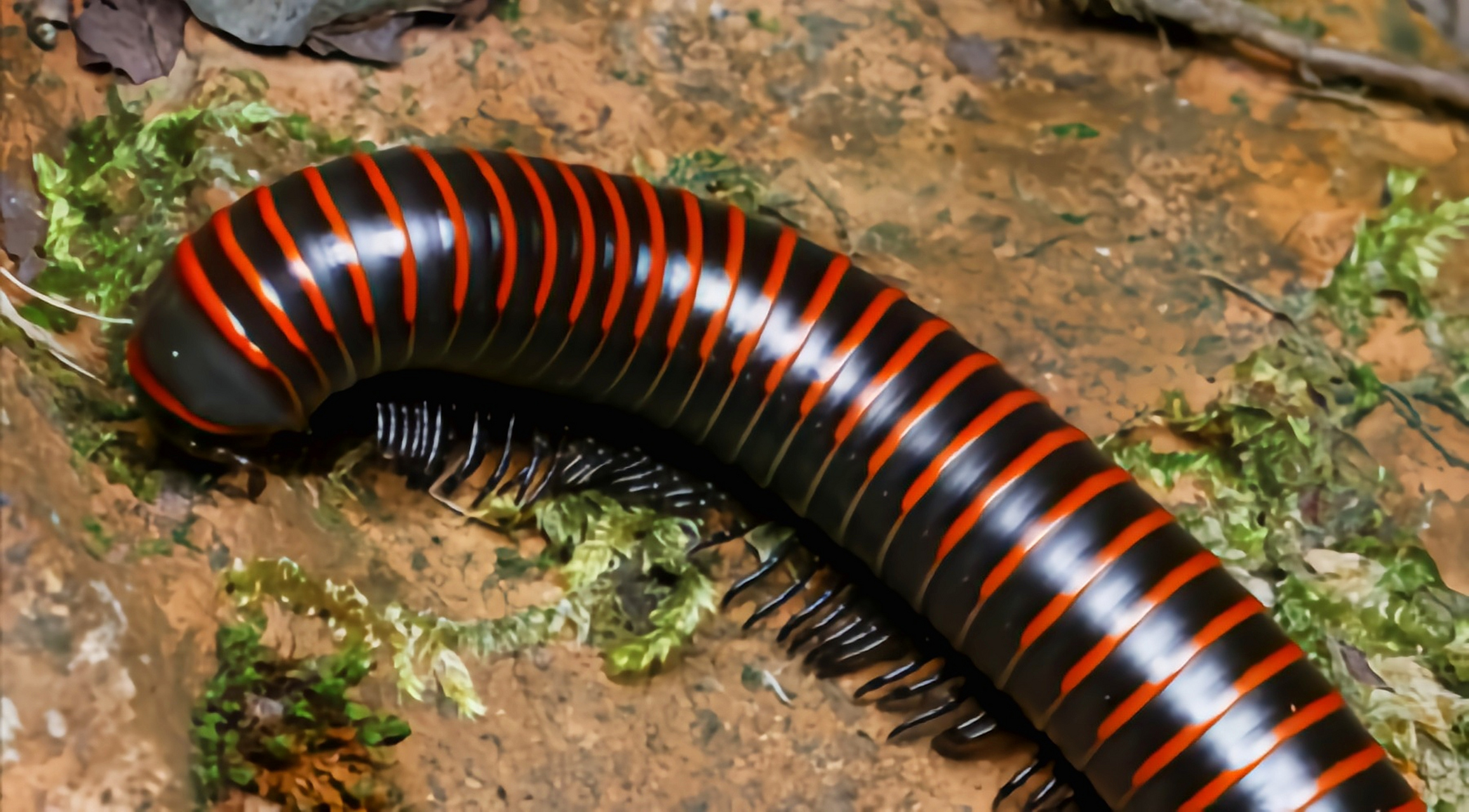 每天认识一种动物——宽跗陇马陆 宽跗陇马陆,原产于亚洲东南部,我国