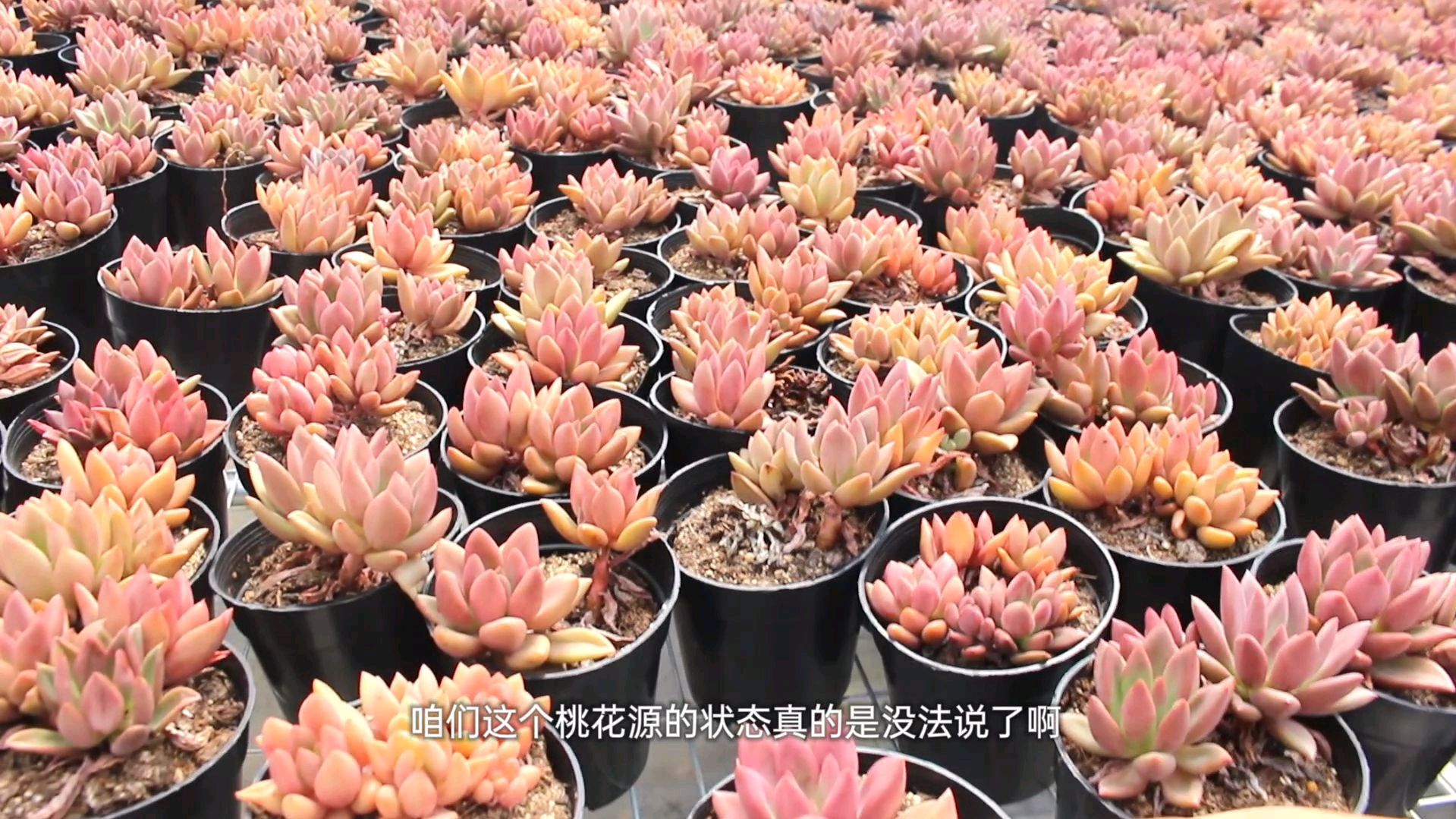 出状态的桃花源,香槟,桃梦,都太美了!看完心动了