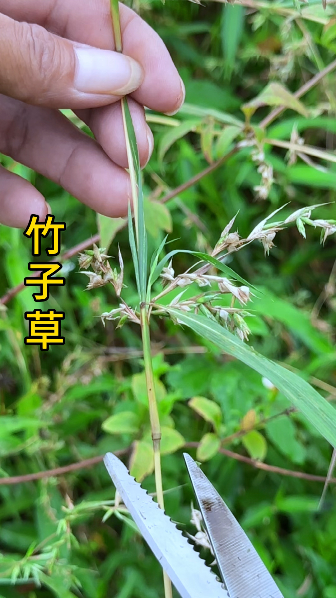 农村人收采竹子草,别名水蔗草,它长着像竹子一样的花朵