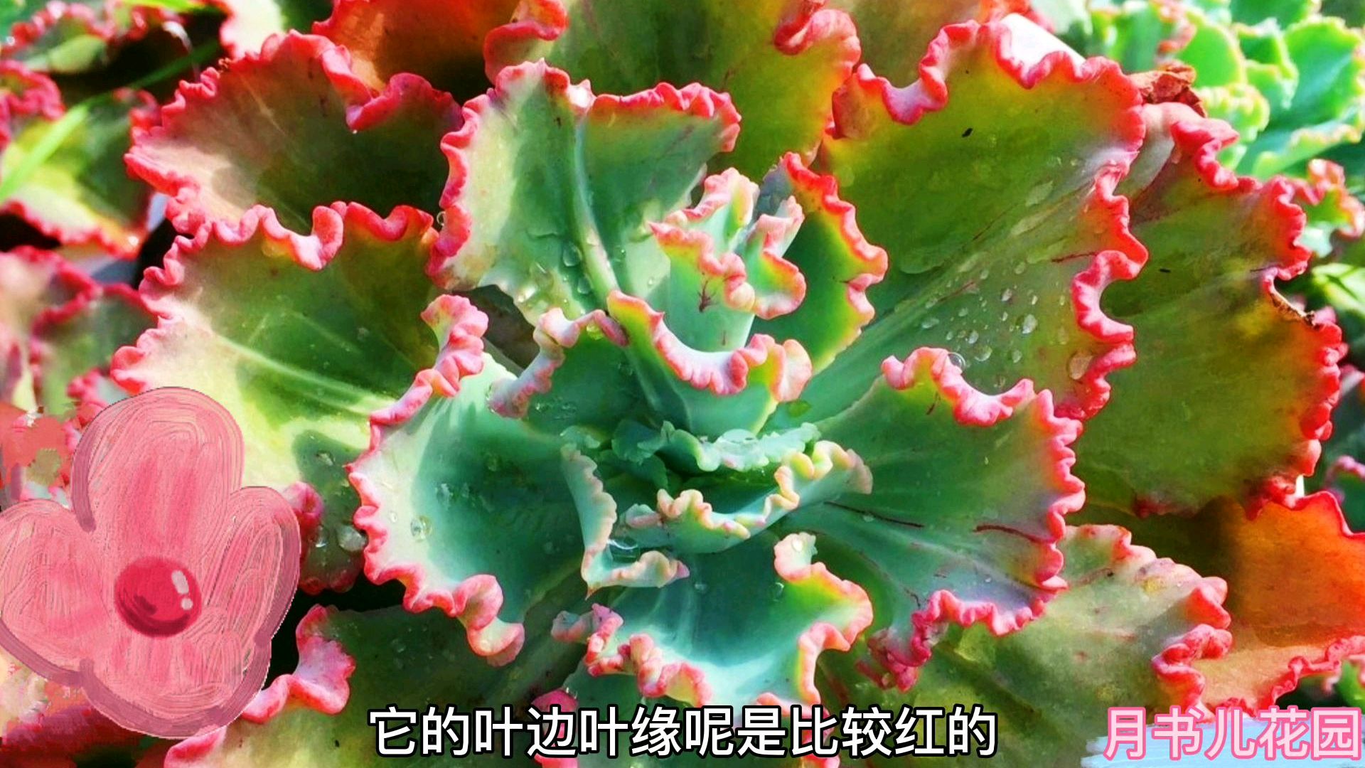 想把多要控出状态?选择盆子很重要,小盆种大肉最合适