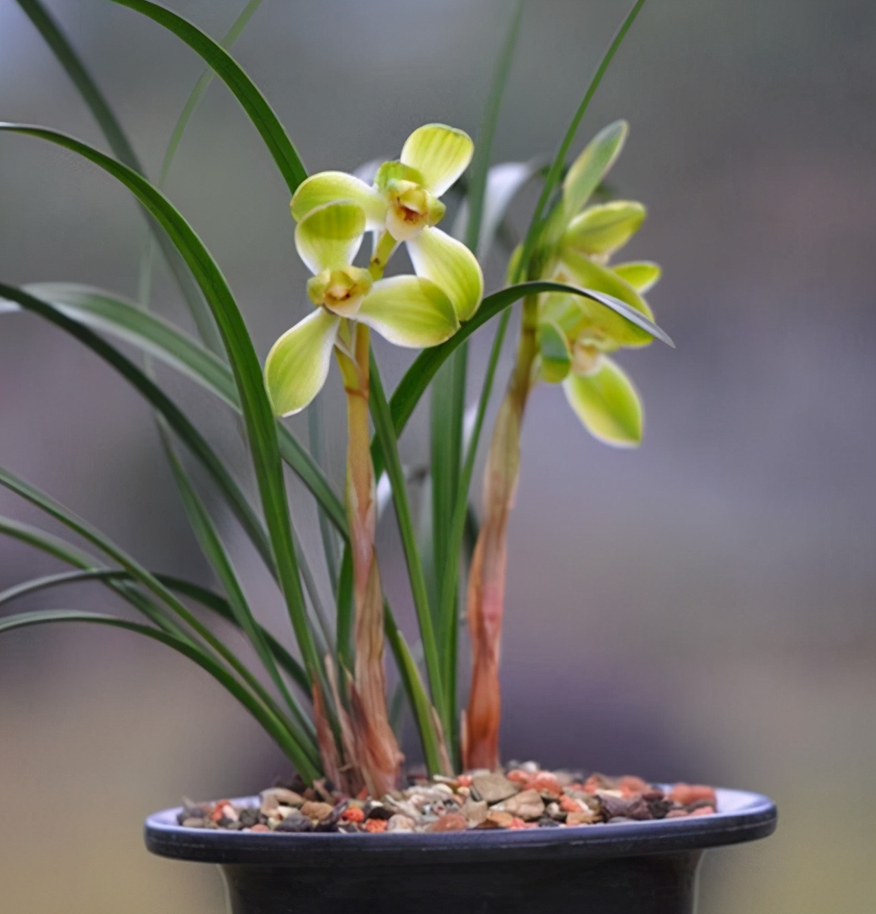 春兰老八种珍品宋梅,被誉为四大天王之首,花姿大气,花香也很浓