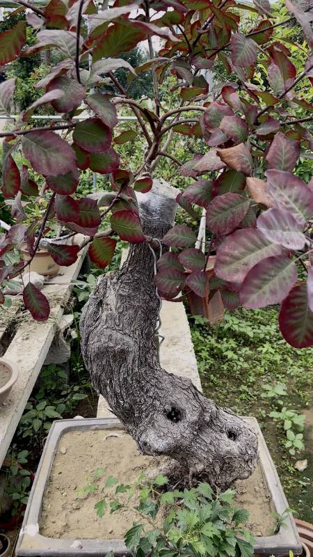 农村小伙发现新品种,美国红栌和国产黄栌,到底哪些地方不同呢?-度小视