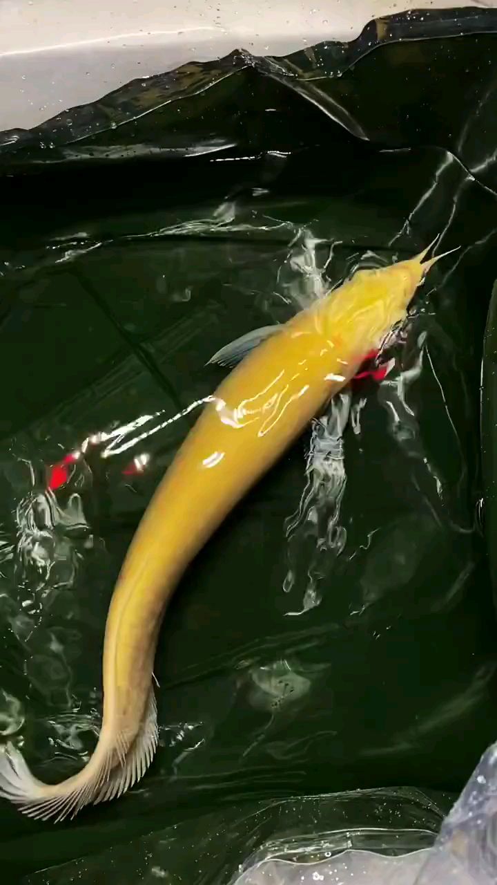 你猜猜这金黄色的鱼是什么鱼