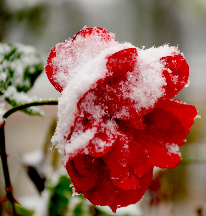 分享图片—雪中红梅