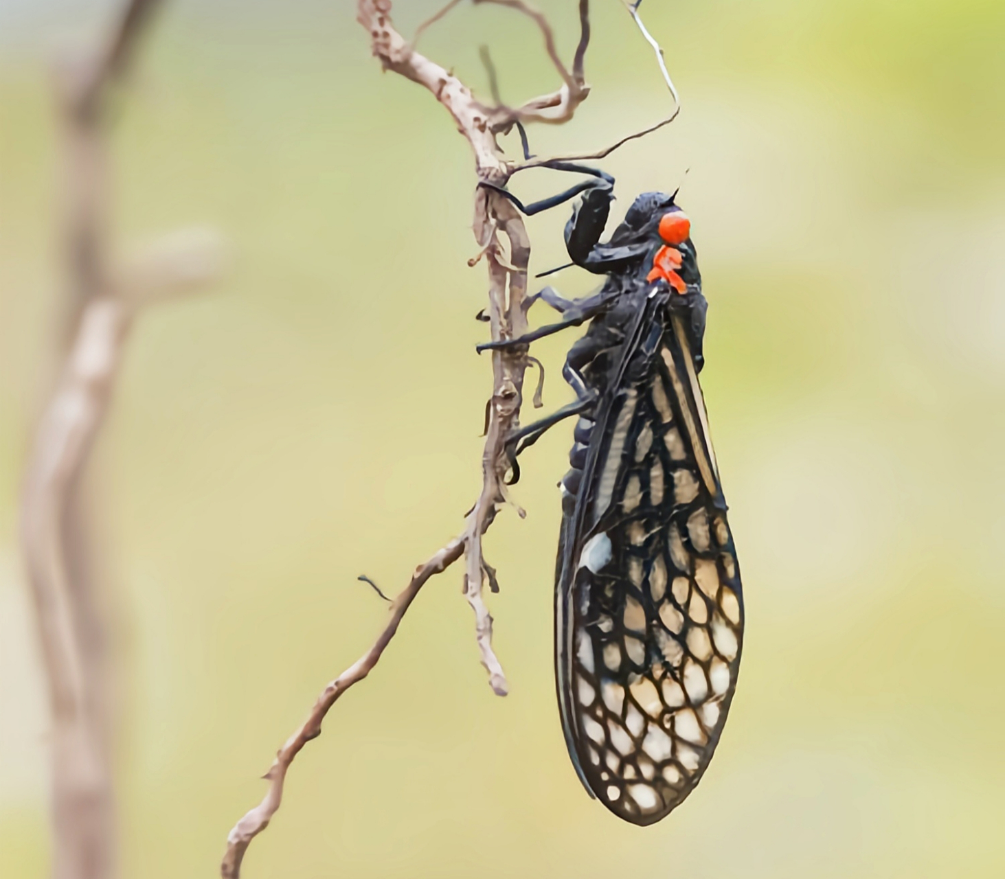 每天认识一种昆虫——中华红眼蝉 中华红眼蝉体长约3-4厘米,通体漆黑