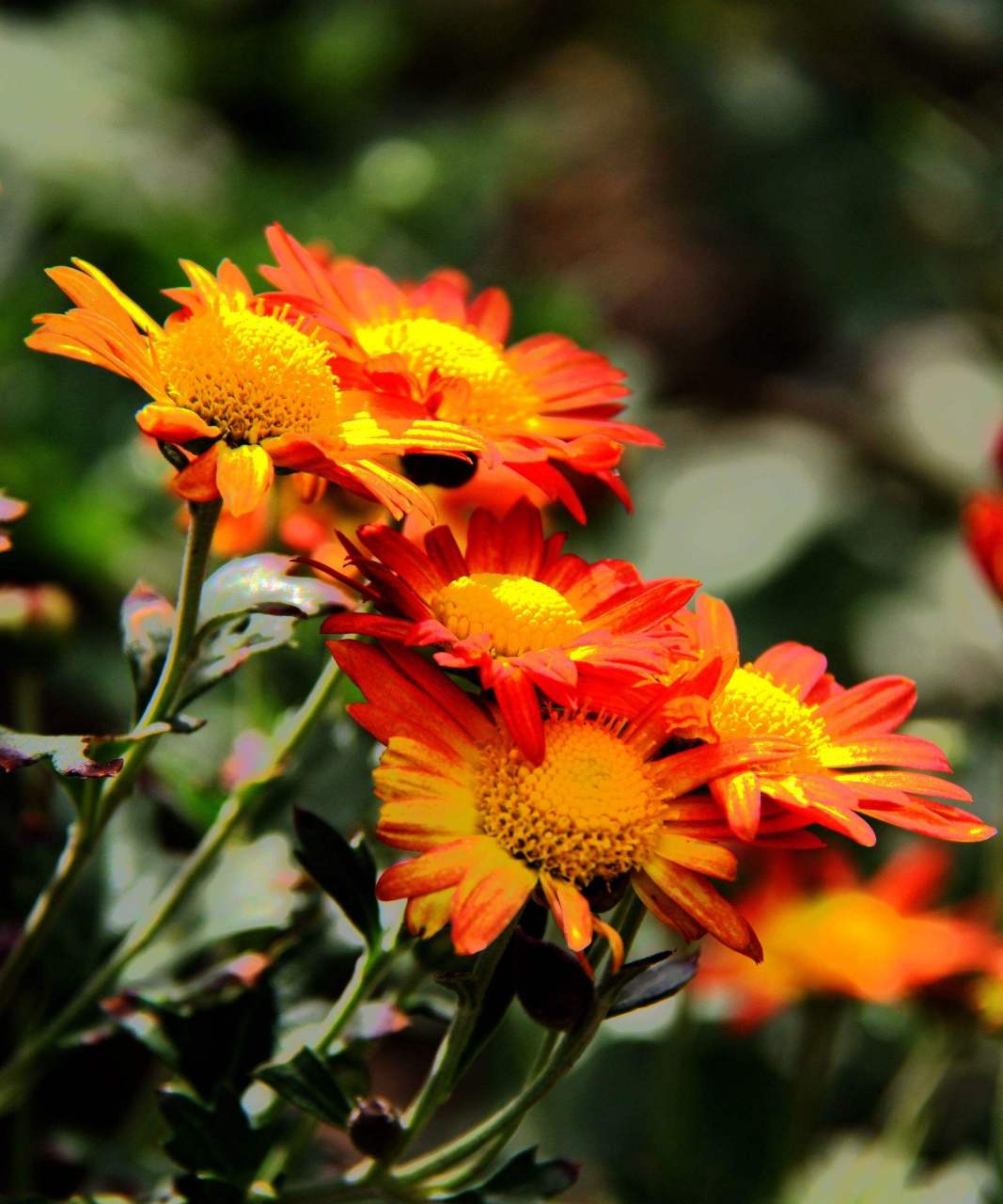 美花分享:夏天的菊花,开的好美 太阳当空照,花儿对我笑.