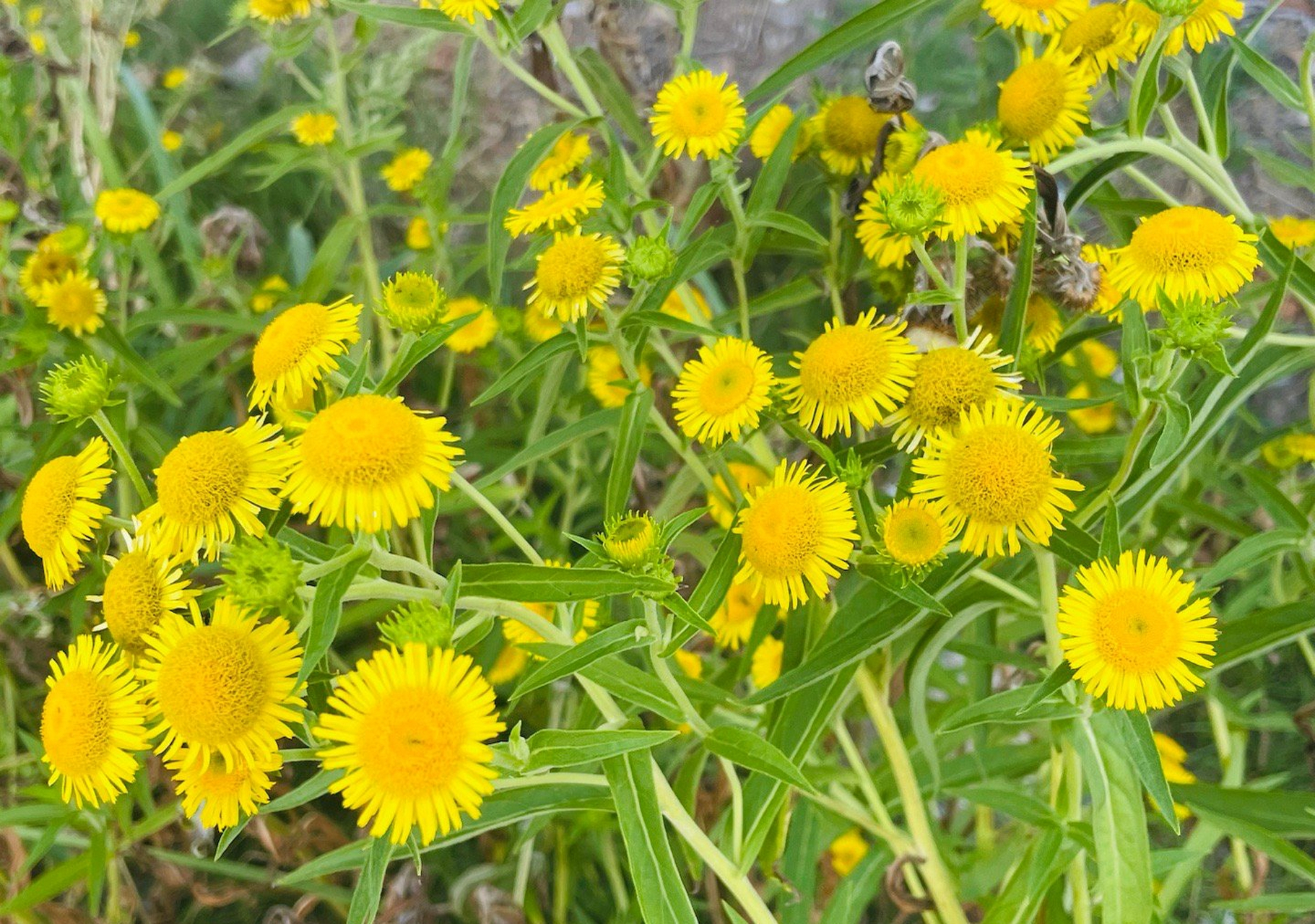 旋覆花是菊科旋覆花属植物.茎被长伏毛,或下部脱毛;中部叶长圆形,长圆