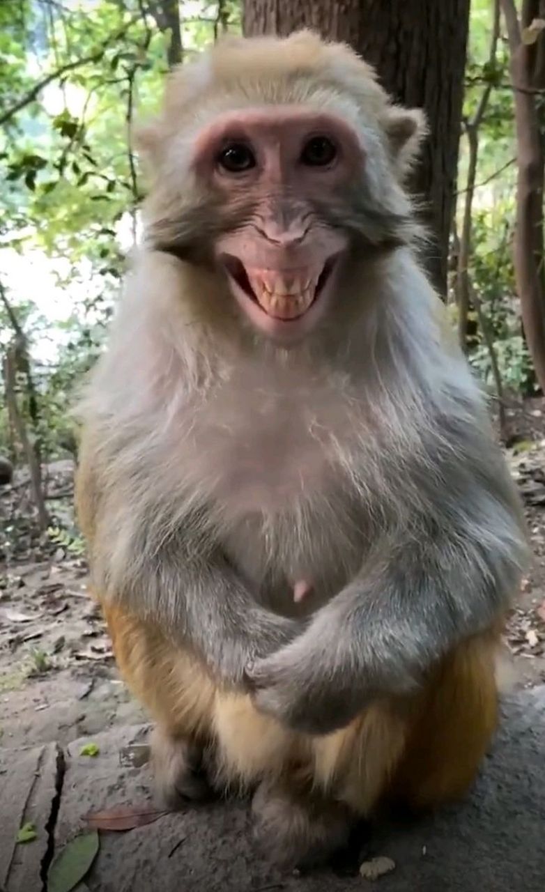 网友:一只会笑的猴子,这笑容你给打几分呀?[捂脸]