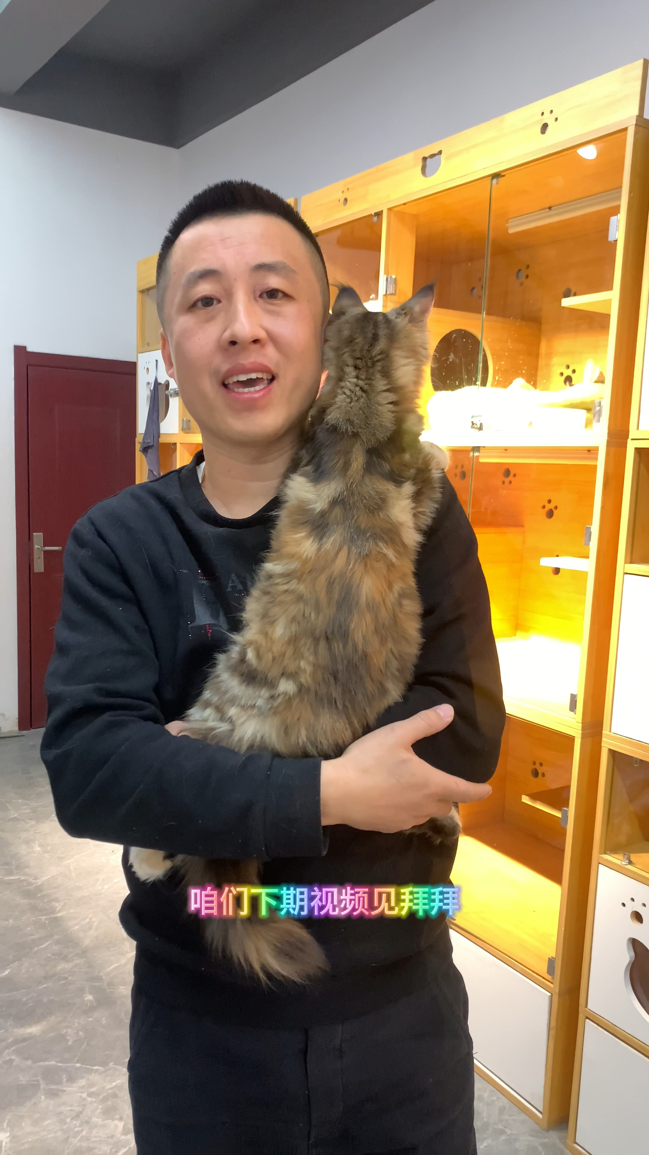 帮肇庆粉丝找的大脚三花缅因猫,花色很对称,最主要性格超级好