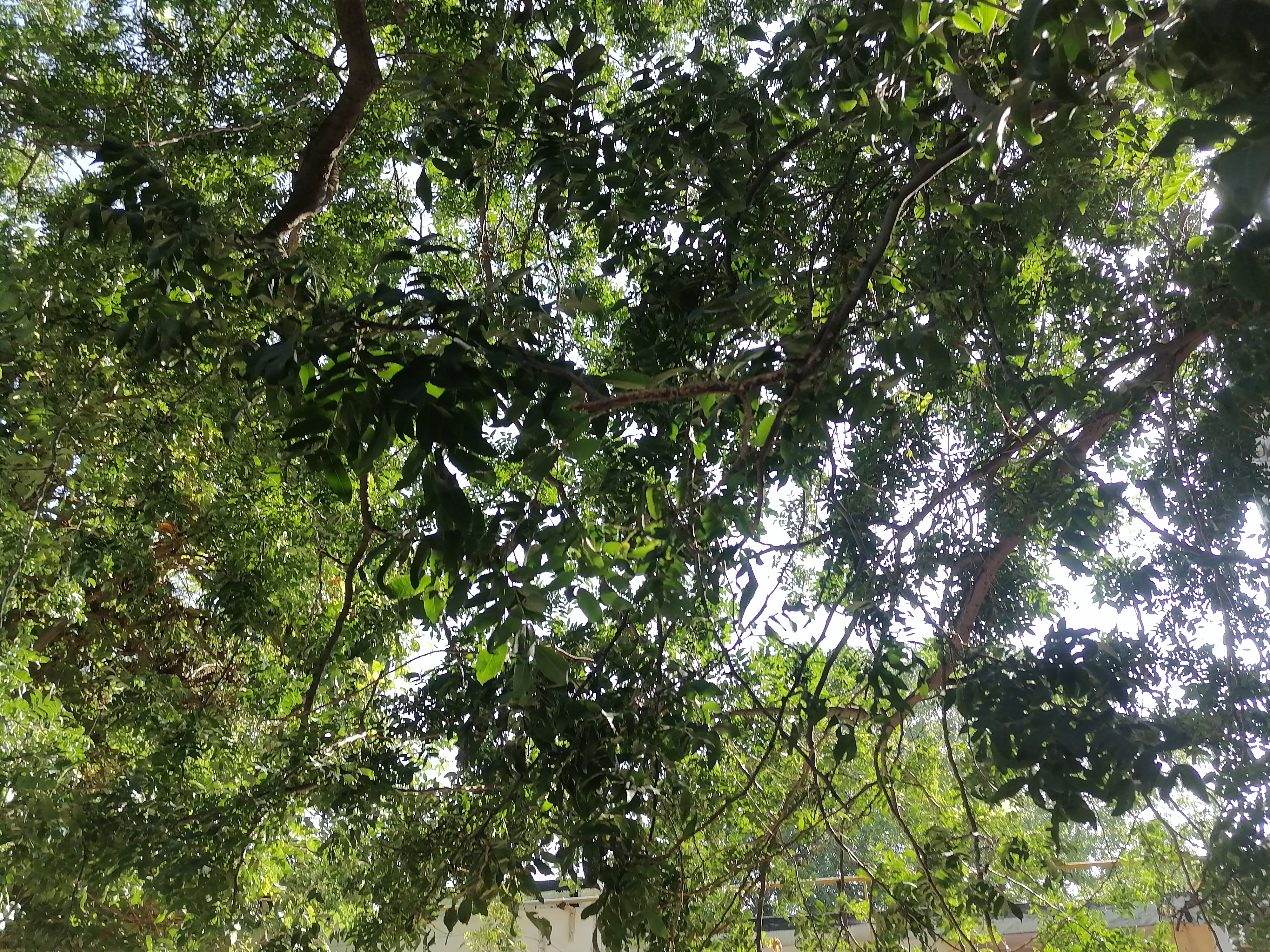周围铁栏杆围住,写着城镇古树名木的标牌.
