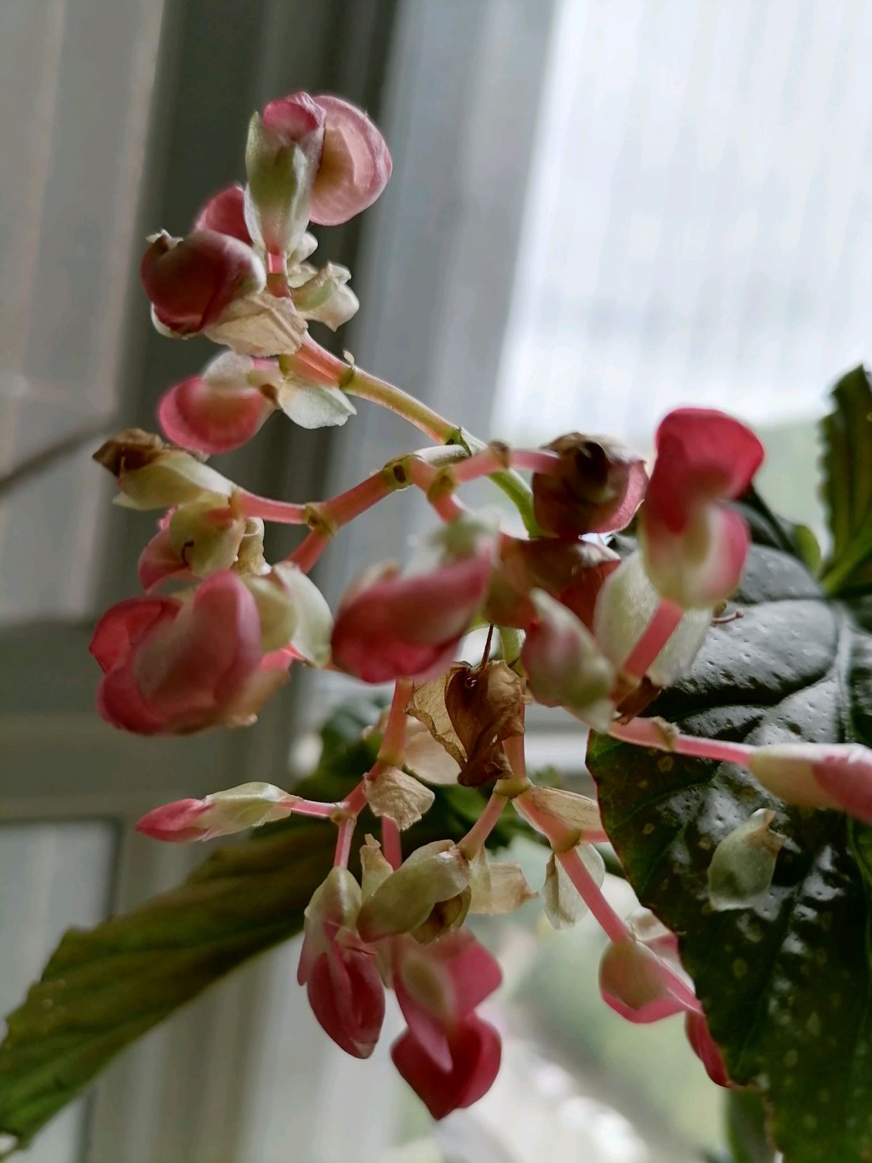 虎皮海棠美到心醉