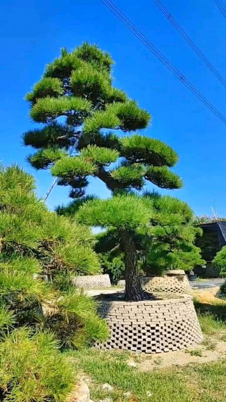 进口黑松,云片饱满,煞是好看-度小视