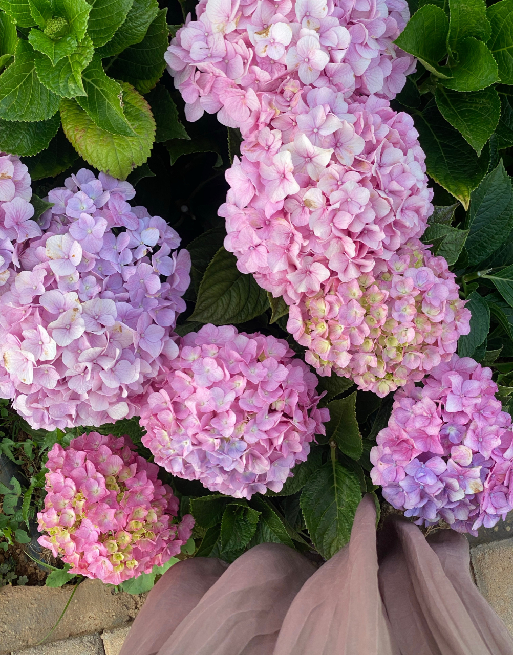 说94下午5点后拍摄阳光很好 绣球花的花语是"无尽夏"人间清醒文案