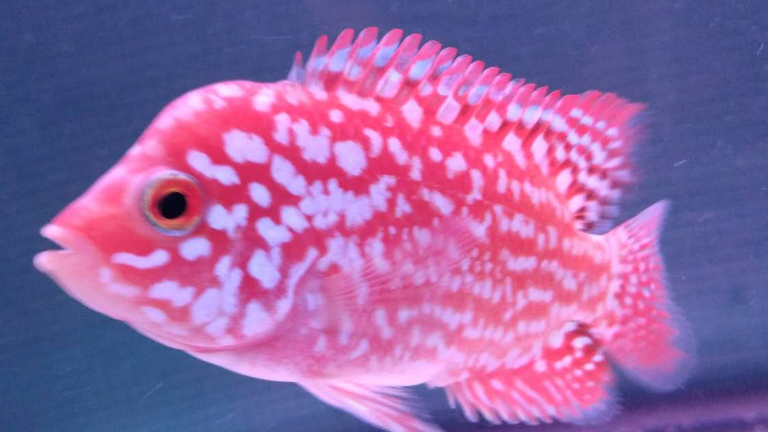 1.5厘米的罗汉鱼小苗见过吗?