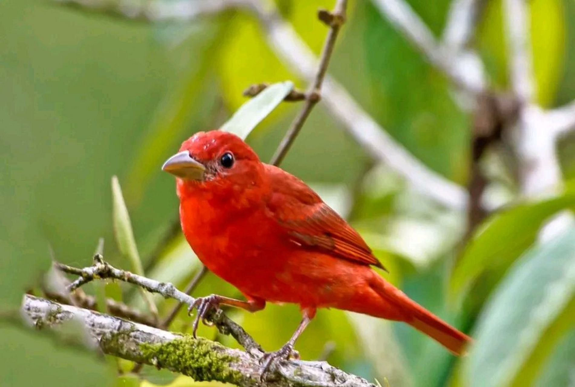鸟类中羽毛以红色为主的种类并不多,这种叫枚红唐纳雀的鸟,通体红色