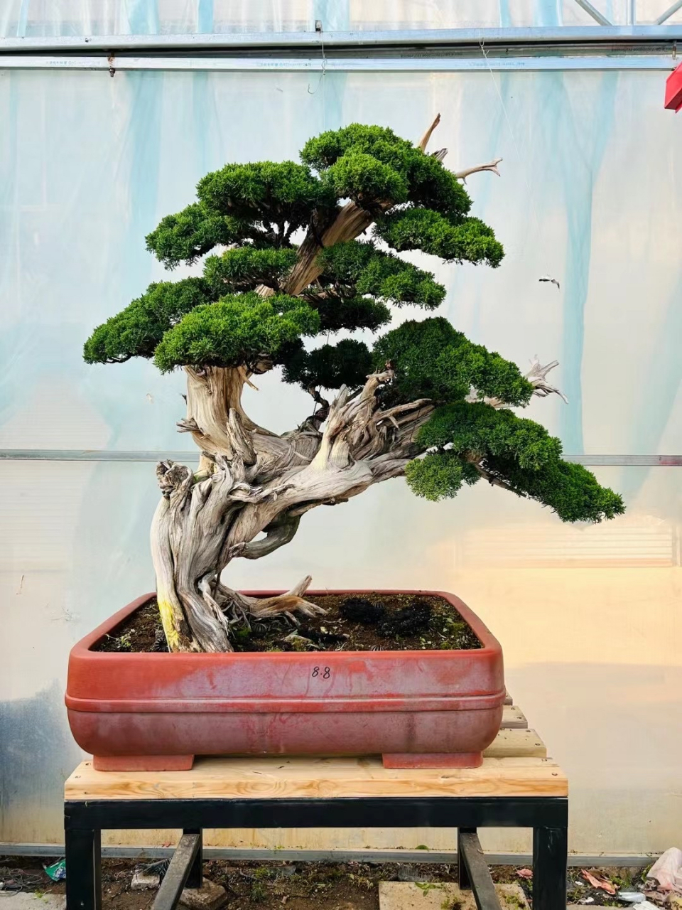 精品崖柏盆景,美不